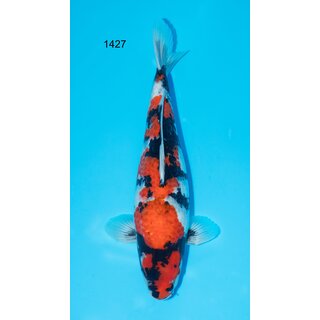 Isa High Quality Showa 45cm FEMALE geb. 2023 - inkl....