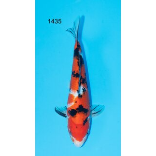 Yamaguchi High Quality Sanke 34cm FEMALE geb. 2023 -...
