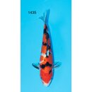Yamaguchi High Quality Sanke 34cm FEMALE geb. 2023 -...