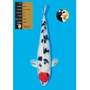 Takano High Quality Tancho Sanke 66cm FEMALE geb. 2022
