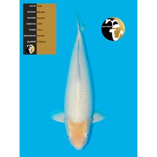 Marusei High Quality Karashi 74cm Female Preiskracher...
