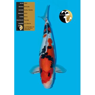 Shinoda Top Doitsu Sanke FEMALE 54cm geb. 2022 / aus Auktion