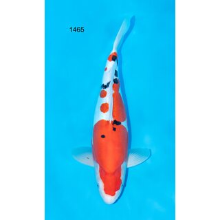 Shinoda VHQ / Showquality Doitsu Sanke 51cm FEMALE geb. 2022