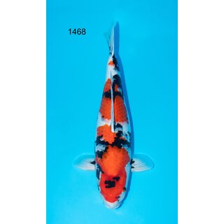 Odakan VHQ / Showquality Showa 58cm FEMALE geb. 2022 /...