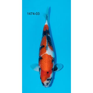 Isa VHQ Showa 44cm FEMALE geb. 2023 -  inkl....