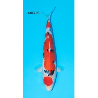 Kondo VHQ Maruten Sanke 44cm geb. 2023 / inkl....