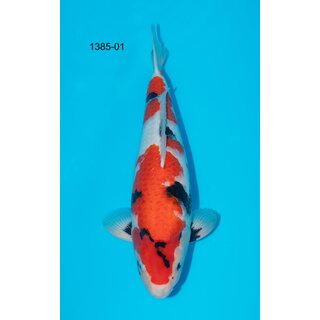 Kondo VHQ / Showquality Showa 51cm FEMALE geb. 2023 inkl....