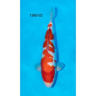 Kondo VHQ / Showquality Ginrin Kohaku 41cm FEMALE geb....
