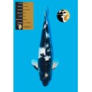 Omosako High Quality Shiro Utsuri FEMALE 53cm geb. 2023...