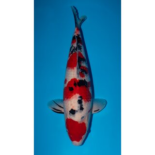 Takano Highclass / Showclass Sanke Female 59cm geb. 2022...