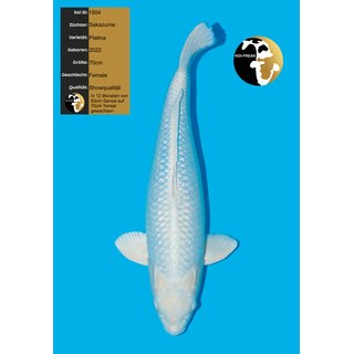 Sakazume VHQ / Showquality Platina Platinum FEMALE 70cm...
