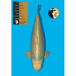 Marusei VHQ Mukashi Ogon Female Mega Body 70cm geb. 2022
