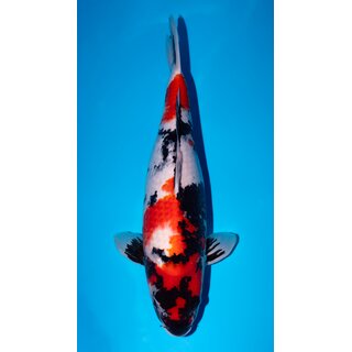 Marusei Showa Female 60cm geb. 2022