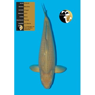 Maruhiro Chagoi top Qualit�t 60cm FEMALE geb. 2023