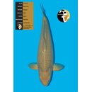 Maruhiro Chagoi top Qualit�t 60cm FEMALE geb. 2023
