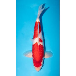 Marudo High Quality Kohaku 52cm geb. 2023 / Aufzucht m�glich