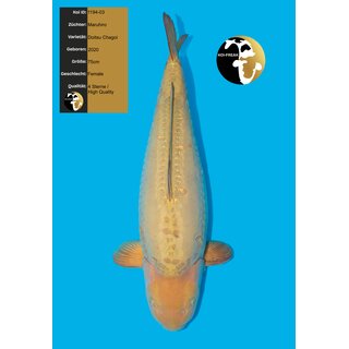 Maruhiro VHQ Doitsu Chagoi 75cm Female geb. 2020