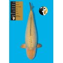 Maruhiro VHQ Doitsu Chagoi 75cm Female geb. 2020