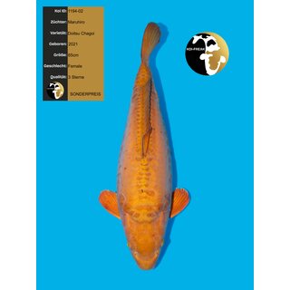 Maruhiro Chocolate Doitsu Chagoi 65cm Female geb. 2021 -...