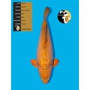 Maruhiro Chocolate Doitsu Chagoi 65cm Female geb. 2021 -...