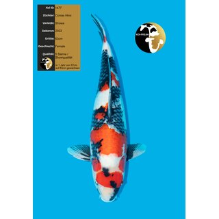 Conias VHQ / Showclass Showa 63cm Female geb. 2022 /...