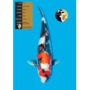 Conias VHQ / Showclass Showa 63cm Female geb. 2022 /...
