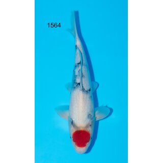 Isa VHQ Tancho Showa 37cm TOSAI Female geb. 2024 /...