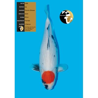 Isa High Quality Tancho Showa 45cm Female geb. 2024 /...