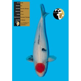 Isa High Quality Tancho Showa 47cm Female geb. 2024
