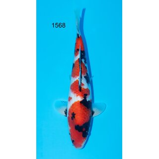Isa VHQ / Showclass Showa 34cm TOSAI Female geb. 2024 /...