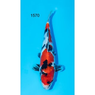 Isa VHQ / Showclass Showa 31cm TOSAI Female geb. 2024 /...