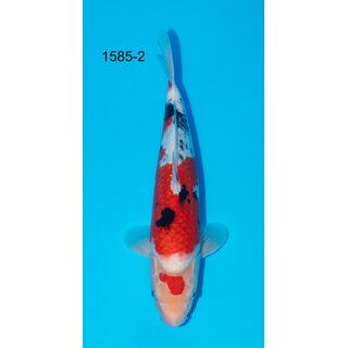 NND Tateshita VHQ Sanke Tosai 36cm geb. 2024 / Aufzucht...