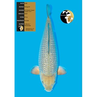 Taniguchi VHQ Tategoi GOLDEN CORN Metallic Ginrin Chagoi...