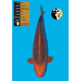 Taniguchi VHQ GOLDEN CORN Metallic Aka Matsuba 61cm...