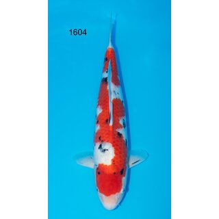 Momotaro VHQ Tategoi SANKE Mega Jumbo-Tosai 100% FEMALE...
