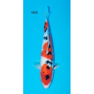 Momotaro VHQ Tategoi SANKE Mega Jumbo-Tosai 100% FEMALE...