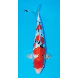 Momotaro VHQ Tategoi SANKE Jumbo Tosai 48cm KAMUY geb....