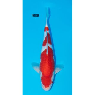 Momotaro VHQ Tategoi KOHAKU Jumbo Tosai 43cm KAMUY geb....