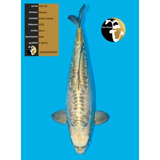 Marudo High Quality Doitsu Kabuto 66cm geb. 2022 -...
