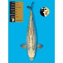 Marudo High Quality Doitsu Kabuto 66cm geb. 2022 -...