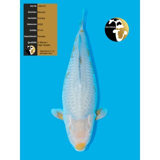Marudo High Quality Ochiba Shigure 61cm FEMALE geb. 2022