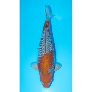 Conias Hiroi High Quality Ochiba Shigure 58cm Female geb....