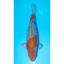 Conias Hiroi High Quality Ochiba Shigure 58cm Female geb....