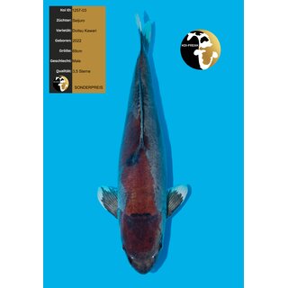 Seijuro Doitsu Kawari 69cm geb. 2022 / SONDERPREIS