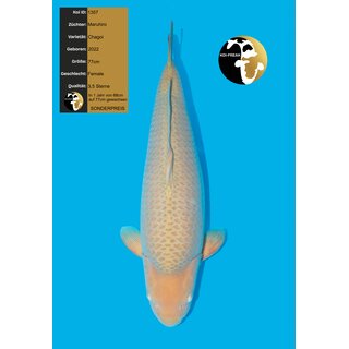 Maruhiro High Quality Chagoi 77cm FEMALE geb. 2022 -...