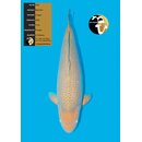 Maruhiro High Quality Chagoi 77cm FEMALE geb. 2022 -...