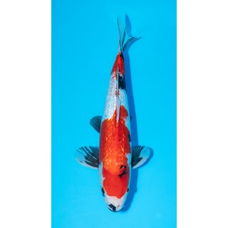 Marushin HQ Ginrin Showa 48cm geb. 2022