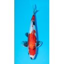 Marushin HQ Ginrin Showa 48cm geb. 2022