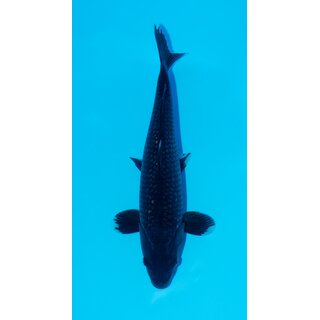 Kaneko High Quality Ginrin Matsukawabake 36cm geb. 2023