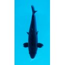 Kaneko High Quality Ginrin Matsukawabake 36cm geb. 2023